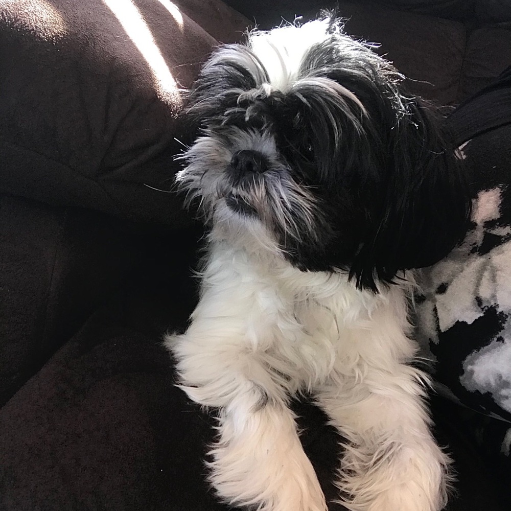 Meet your Posher, Sophie